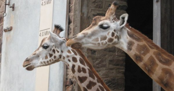 chester_zoo-cropped.jpg