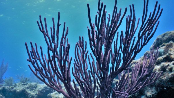 coral_resized.jpg