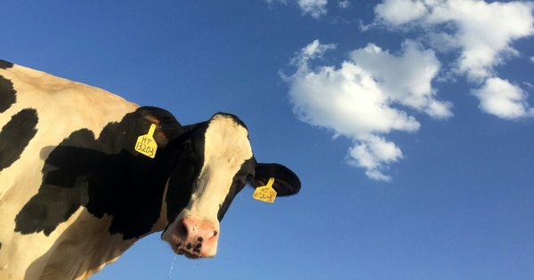 cow_image_resized.jpg