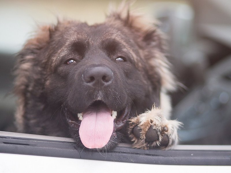A dog panting out a car window.