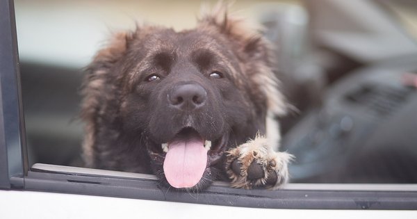 A dog panting out a car window.