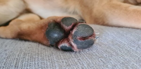 dog_paw.jpg