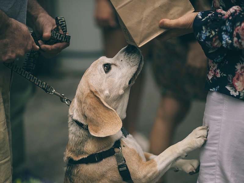 doggo-food.jpg