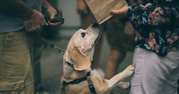 doggo-food.jpg