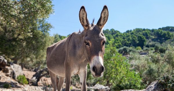 donkey_piece.jpg