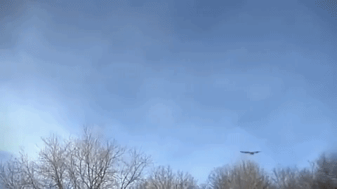 eagle_gif.gif