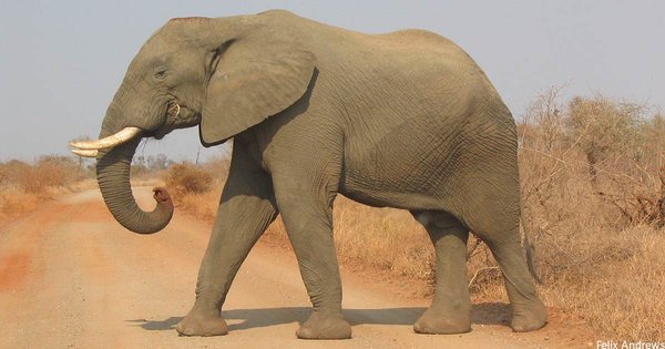 elephant_side-view_kruger-edit.jpg