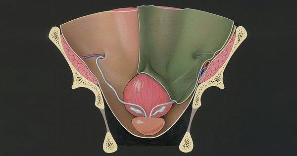 Prostate and adjacent tissue