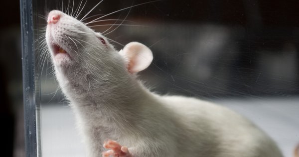 fb_animal_testing.jpg