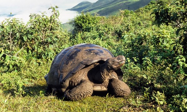 fb_tortoise.jpg