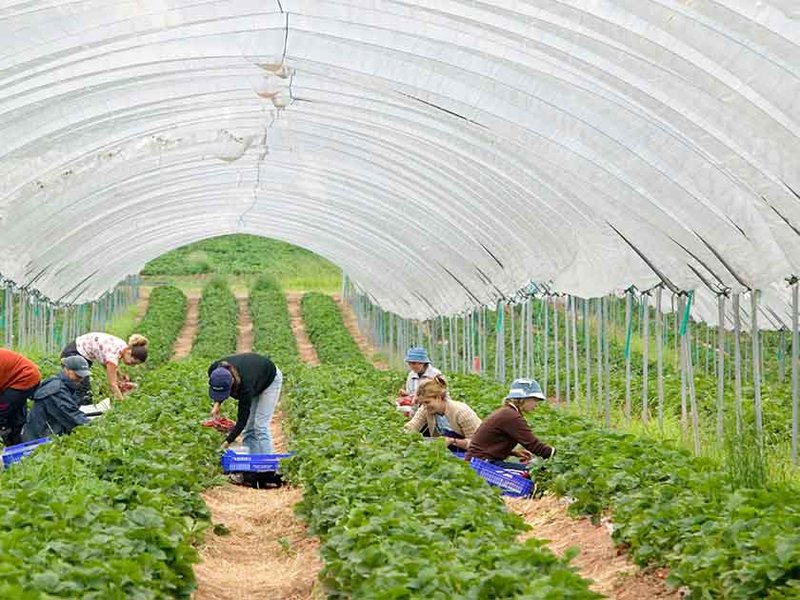 foreign-workers-faceook.jpg