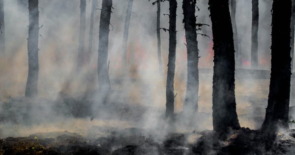 forest fire resized