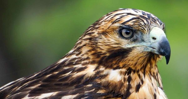 galaphagos-hawk.jpg