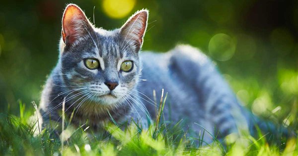 gatt-cat-11072019.jpg