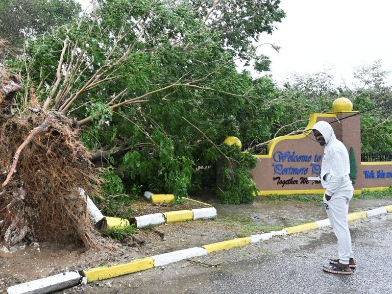 A photo of a man looking at a fallen tree in St. Catherine, Jamaica, shortly before Hurricane Melissa made landfall on October 28, 2025.