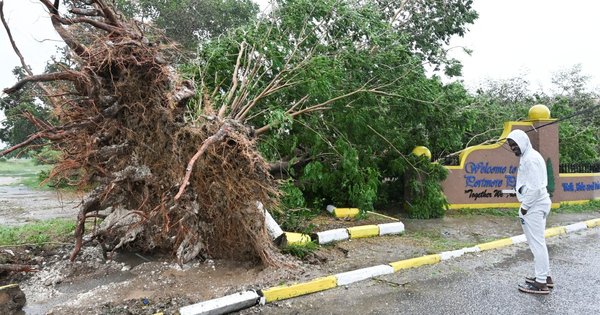 A photo of a man looking at a fallen tree in St. Catherine, Jamaica, shortly before Hurricane Melissa made landfall on October 28, 2025.