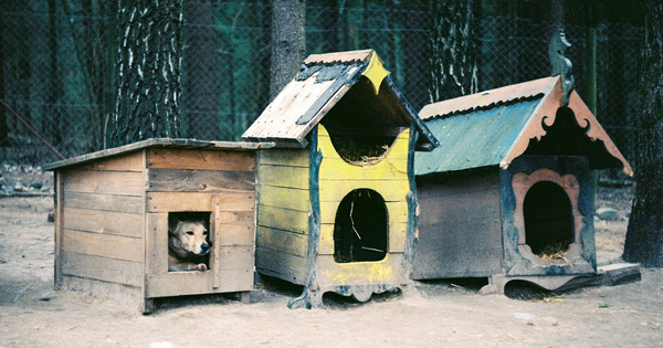 jana-shnipelson-k8i-grjht_0-unsplash_(1).png