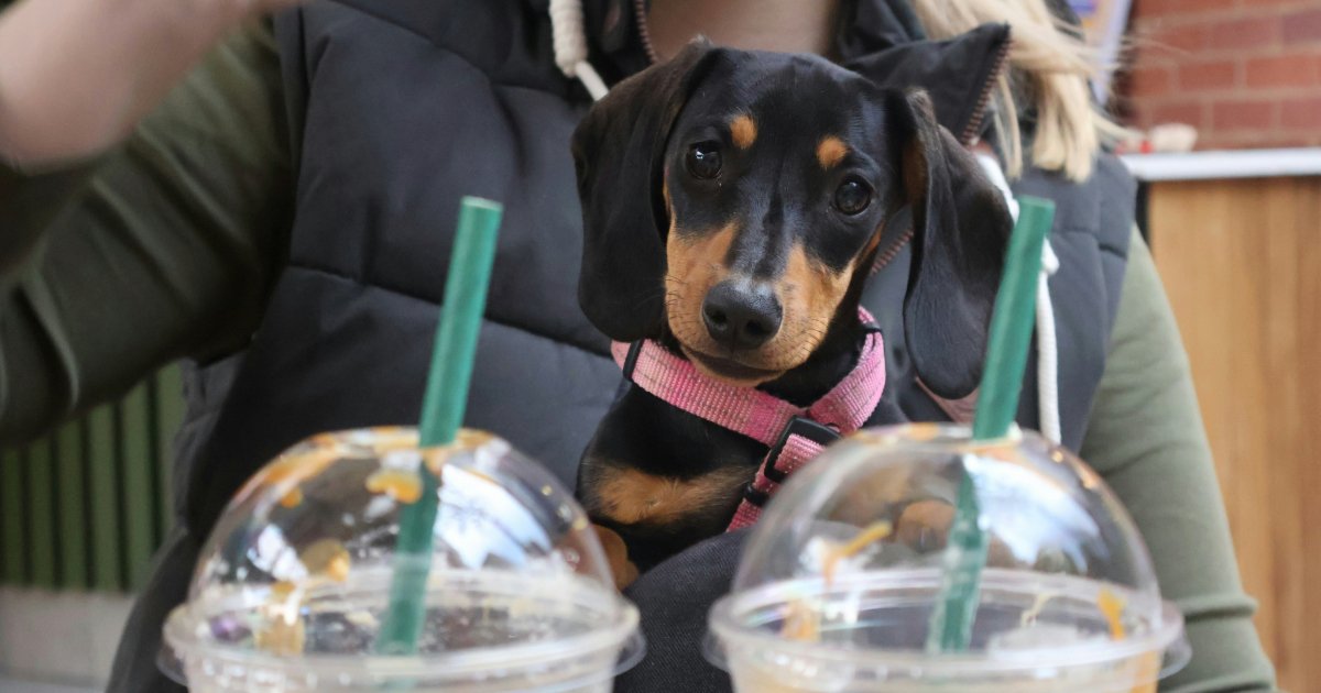 Starbucks is not banning dogs from UK stores to adhere to halal rules – Full Fact