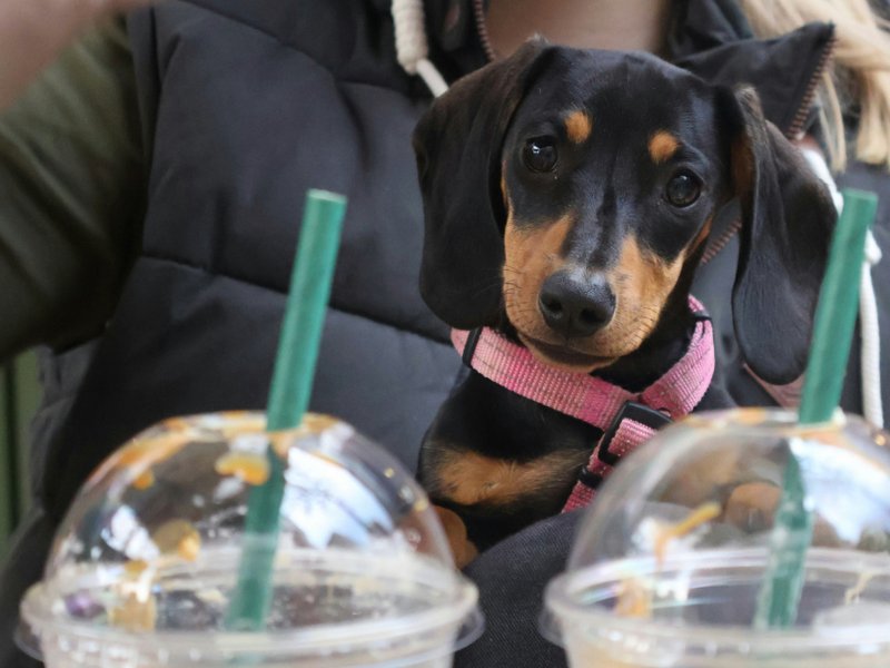 A dog looking at some iced coffee cups.