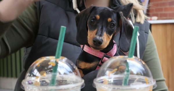 A dog looking at some iced coffee cups.