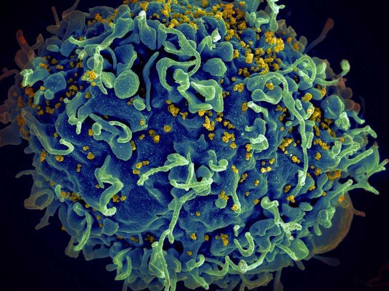 national-cancer-institute-ci8t6zedbzw-unsplash_1.jpg