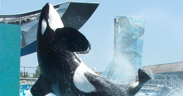 An orca performing a trick at a show at SeaWorld San Diego
