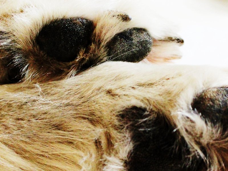 paw_-cropped.jpg