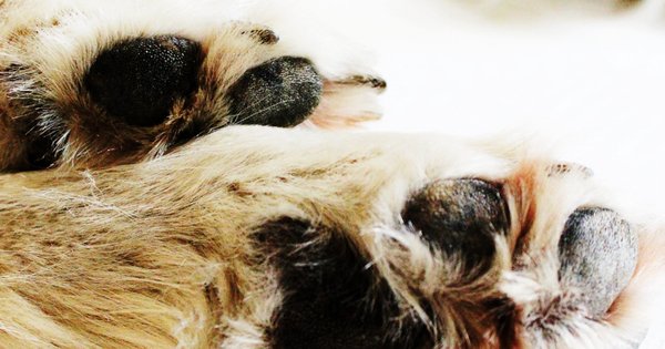 paw_-cropped.jpg