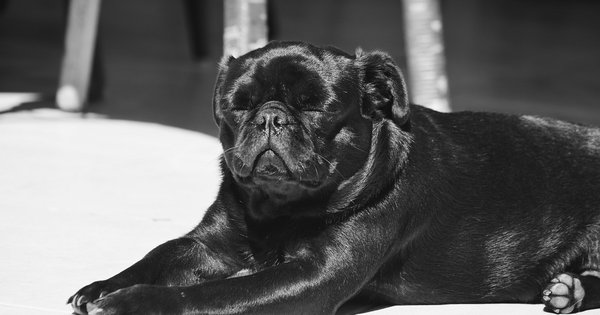 pug.jpg