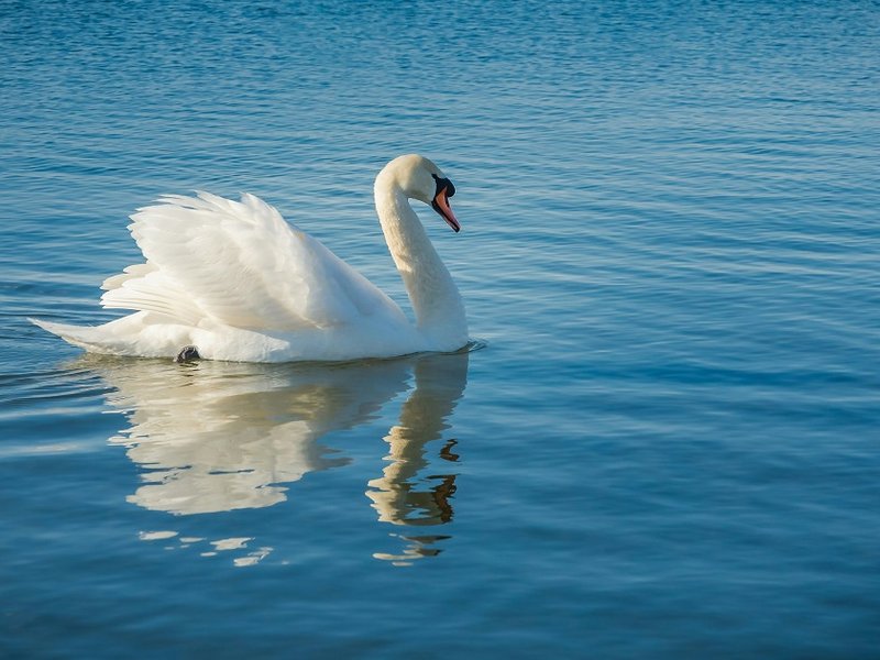 A swan on the water
