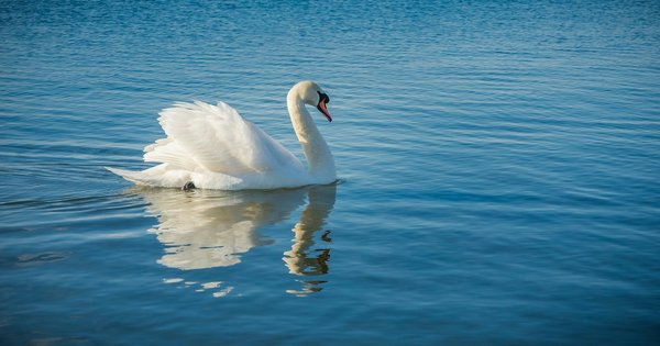 A swan on the water