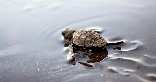 sea_turtle.jpg