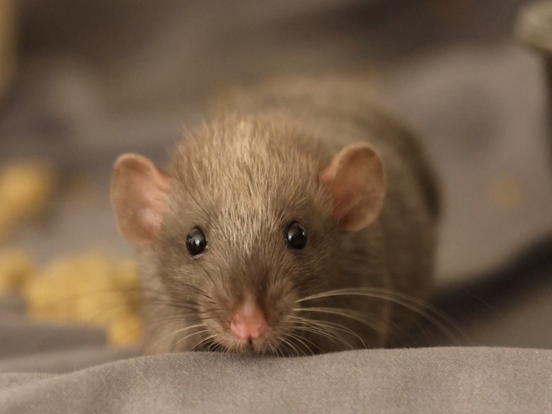 shy_baby_rat_looking_curious_resize.jpg