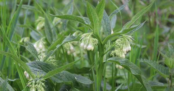 symphytum_officinale_195123592_resize.jpg