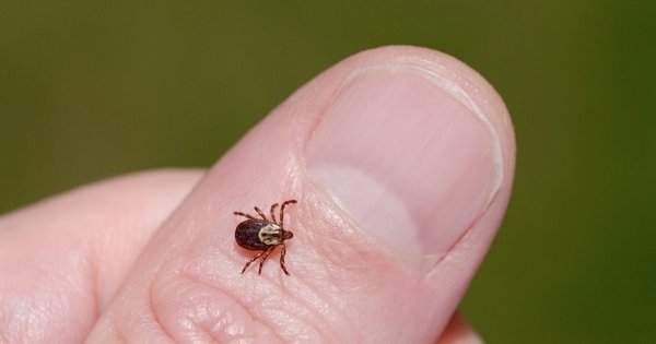 tick.jpg