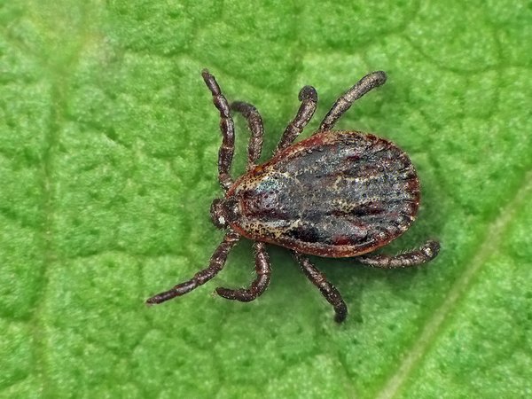 tick_image_ryszard.jpg