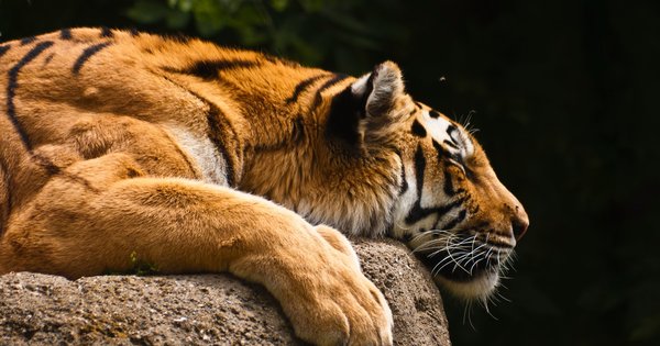 tiger_resized.jpg