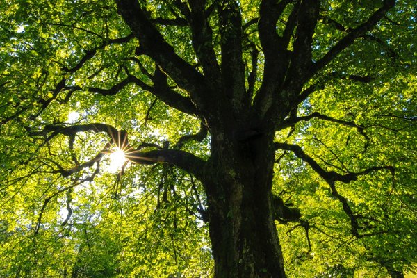 tree.jpg