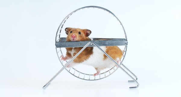 unproductive_hamster.jpg