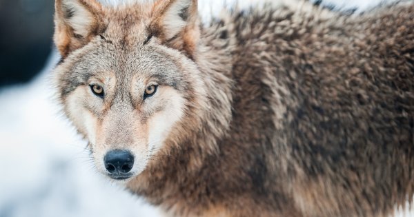 wolf.jpg