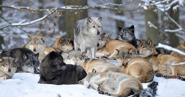 wolf_pack.jpg