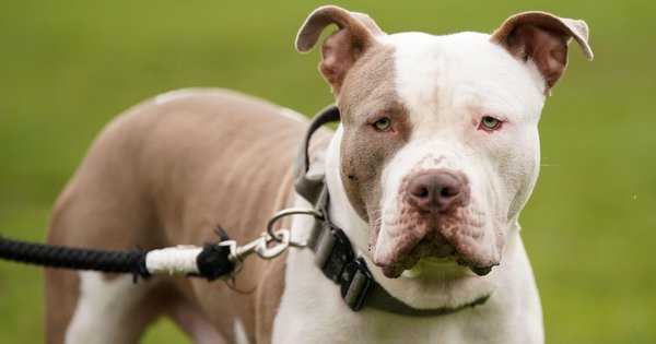 xl_bully_dog_resized_image.jpg